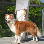 Light Up Dog Leash Supplier - YOSHI Automatic Retractable Custom Modern