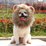 Pet Costume Hat Manufacturer - Petdom Cute Lion Hat Halloween Christmas