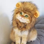 Pet Costume Hat Manufacturer - Petdom Cute Lion Hat Halloween Christmas