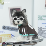 Pet Inner Wear Factory - Autumn Winter Retro American Two-Legged