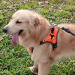 Pet Harness Manufacturer - Adjustable Padded Breathable Breakaway