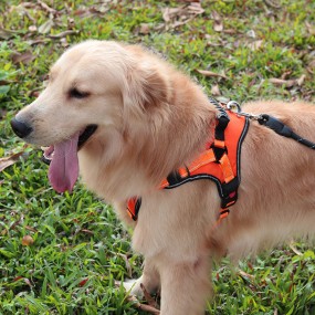 Pet Harness Manufacturer - Adjustable Padded Breathable Breakaway