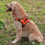 Pet Harness Manufacturer - Adjustable Padded Breathable Breakaway