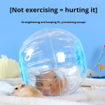 Hamster Ball Factory - Oversized Silent Running Eco-Friendly Plastic Rolling