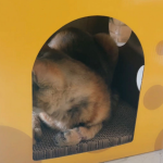 猫抓板生产厂家-奶酪盒爪板两层抓板玩具猫抓箱