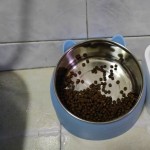 狗碗生产厂家-批发不锈钢大号多色碗宠物用