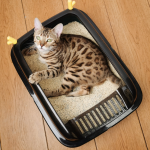 猫砂盆生产厂家-热销塑料大号清洁厕所宠物产品