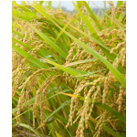 GMO Free  Bulk Rice Protein for Health Food
