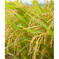GMO Free  Bulk Rice Protein for Health Food