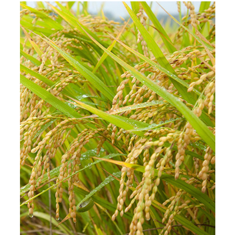 GMO Free  Bulk Rice Protein for Health Food