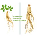 Ginseng Capsules Manufacturer - Natural Red Korean with Ginkgo Biloba