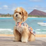 Pet Clothes Factory - Hawaii Summer Fashionable Shirt Dress
