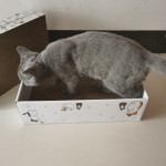 猫抓床供应商-替换5片/盒瓦楞