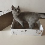 猫抓床供应商-替换5片/盒瓦楞