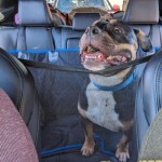 Car Dog Barrier Manufacturer - High Quality Heavy Duty Mesh Elastic Straps