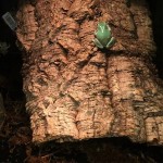 Reptile Enclosure Factory - Breathable Transparent Acrylic Insect Terrarium