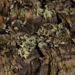 Reptile Enclosure Factory - Breathable Transparent Acrylic Insect Terrarium