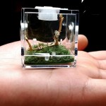 Reptile Glass Tank Manufacturer - Ecological Landscape Horned Frog Spider Guarding