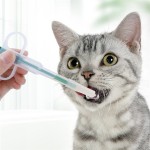 Pet Test Kit Manufacturer - Multi-function Feline Medicine Feeder Test