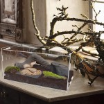 Reptile Feeder Bowl Supplier - Accessories Resin Food Water Feeder Bowl