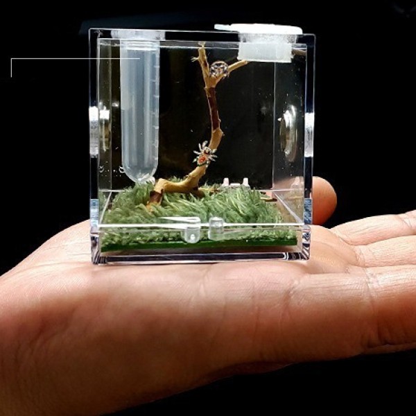 Reptile Glass Tank Manufacturer - Ecological Landscape Horned Frog Spider Guarding
