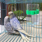 Bird Stand Manufacturer - High Quality Durable Hanging Cage Stands Wood