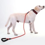 Dog Training Leash Factory - Comfortable Padded Handle Highly Reflective