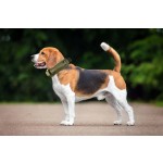 Nylon Dog Collar Supplier - Multi-Color Solid Pattern Customizable Pet Collar