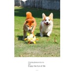 Interactive Dog Toy Supplier - Hot Selling Multi-Function Funny Peppy Pet