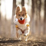 Pet Toy Set Factory - Interactive Turkey Legs Chew Toy Thanksgiving Party