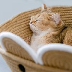Natural Rattan Cat Bed Factory - Handmade Cooling Lovely Cradle Removable Cushion