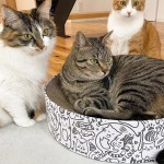 Corrugated Cat Bed Supplier - Lounge Bed with Training Toy Protective Scratcher