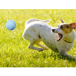 TPR Pet Chew Toy Supplier - Custom Durable Eco-Friendly Rubber Puppy Ball