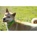 宠物牵引绳供应商-新材料双色耐用