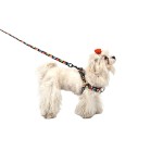 Cat Collars Manufacturer - China Factory Custom Fashion Print