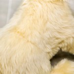 Rabbit LED Hat Supplier - Christmas Party Light Plush Mixed Models Animal PP