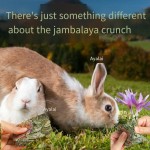 Dog T-Shirt Manufacturer - Wholesale Summer Classic Multicolor Cotton XS Size