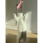 Cat Tunnel Toys Factory - Foldable for Sleep and Play One Storage Tubes