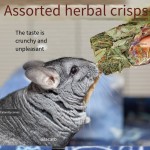 Dog T-Shirt Manufacturer - Wholesale Summer Classic Multicolor Cotton XS Size