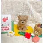 Pet Sniffing Toy Supplier - Puppy Interactive Chew Comforter Hand-Pulled Noodle