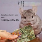 Dog T-Shirt Manufacturer - Wholesale Summer Classic Multicolor Cotton XS Size