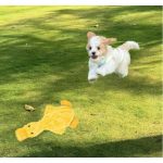 Pet Plush Bed Supplier - Durable Velvet Comfortable Soft Dog Sofa Mat Cave