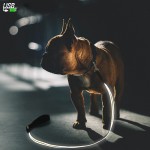 LED Dog Collar Manufacturer - 2022 Top Seller USB Charging Nylon Striped Pattern