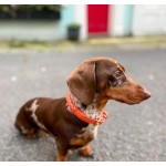 Pet Training Set Supplier - Luxury Dog Collar Leash Set Hot Sale Personalized