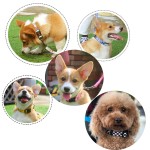 Pet Collar Set Factory - New Custom Adjustable Reflective Nylon Traction Rope