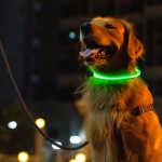 Pet Safety Collar Factory - Factory Direct USB Rechargeable LED Light up Night
