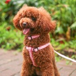 Dog Leash Collar Set Supplier - Hot Selling Luxury Soft Modern Nylon Personalized