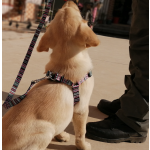 Pet Harness Set Manufacturer - Customized Nylon Adjustable Breathable Soft Padding