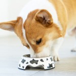 Stainless Steel Pet Bowl Factory - 2022 Hot Sale Eco-friendly Luxury Non-slip