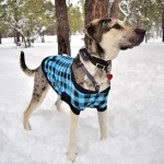 Dog Coat Manufacturer - 2022 Hot Sale Modern Style Warm Fashion Winter Clothes